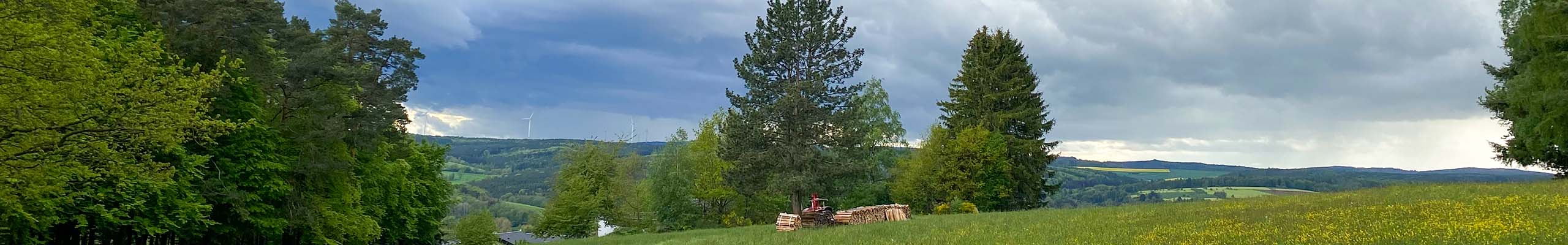 Die Lichtung eines Waldstücks mit bewölktem Himmel